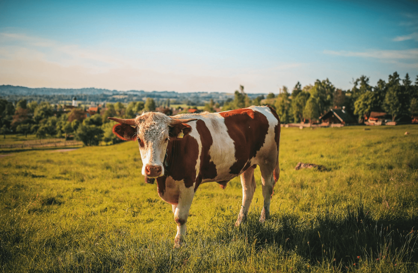 Small Acreages for sale near Calgary featuring a modern bungalow and horse paddocks